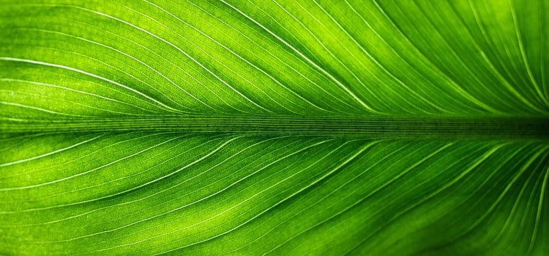 Eco-friendly activities
