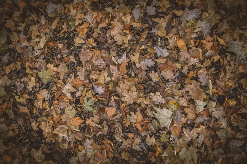 Nature Collages