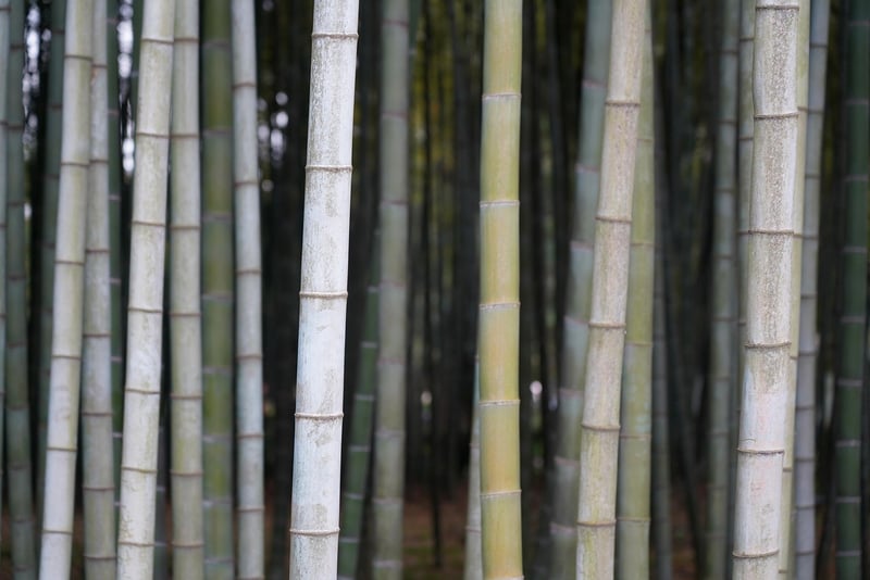 Bamboo Serving Trays